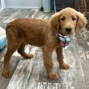 Goldendoodle Puppy Kane