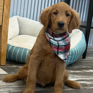 Goldendoodle Puppy Kane