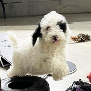 Poodle Puppy Tinker