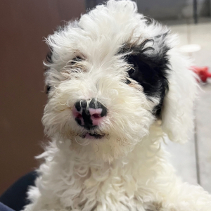 Poodle Puppy Tinker