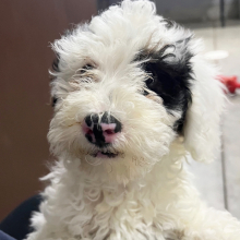 Poodle Puppy Tinker