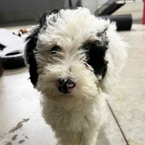 Poodle Puppy Tinker