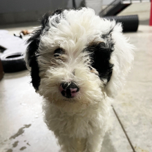 Poodle Puppy Tinker
