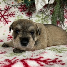 Miniature Schnauzer Puppy Oakley
