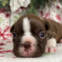 Boston Terrier Puppy Jewel