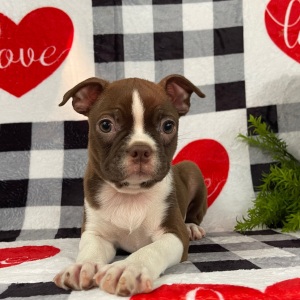 Boston Terrier Puppy Jewel