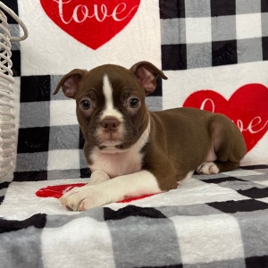 Boston Terrier Puppy Jewel