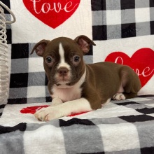 Boston Terrier Puppy Jewel