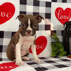 Boston Terrier Puppy Jewel