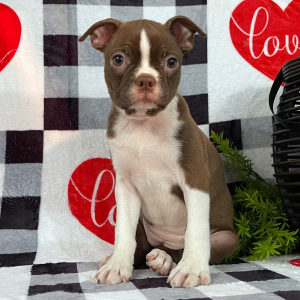 Boston Terrier Puppy Jewel