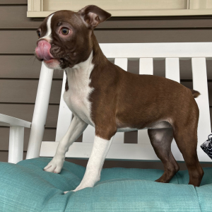 Boston Terrier Puppy Jewel