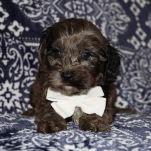 Cockapoo Puppy Hudson