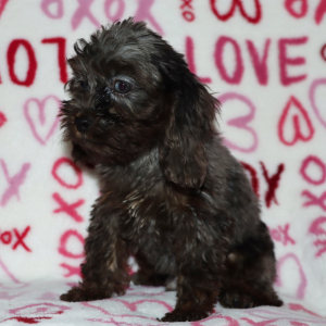 Cockapoo Puppy Hudson