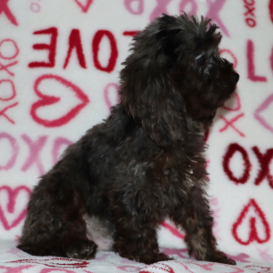 Cockapoo Puppy Hudson
