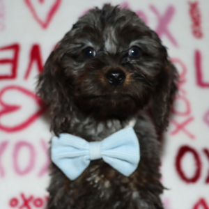 Cockapoo Puppy Hudson