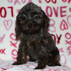 Cockapoo Puppy Hudson