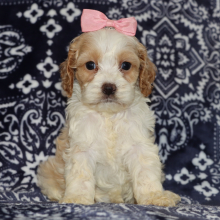 Cockapoo Puppy Jada