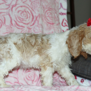 Cockapoo Puppy Jada