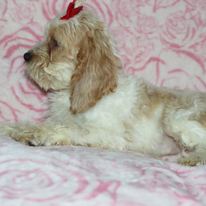 Cockapoo Puppy Jada