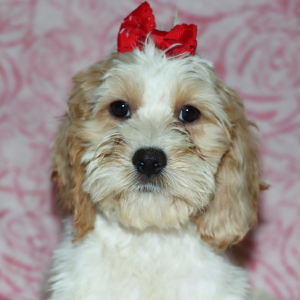 Cockapoo Puppy Jada