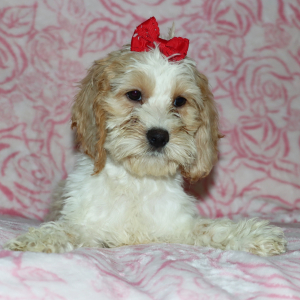 Cockapoo Puppy Jada