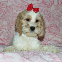 Cockapoo Puppy Jada