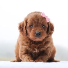 Goldendoodle Puppy Coral