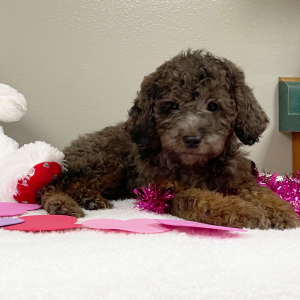 Goldendoodle Puppy Kendra