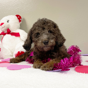 Goldendoodle Puppy Kendra