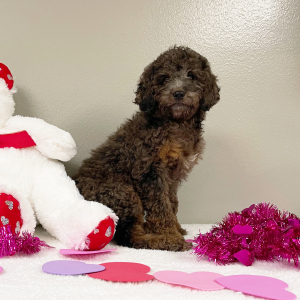 Goldendoodle Puppy Kendra