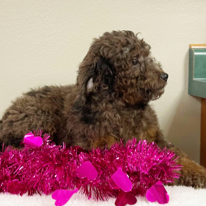 Goldendoodle Puppy Kendra