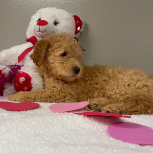 Goldendoodle Puppy Michael