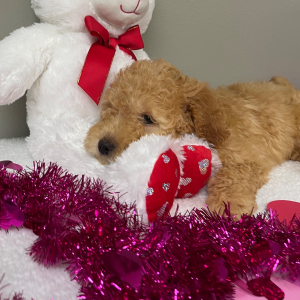 Goldendoodle Puppy Michael
