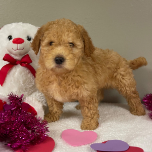Goldendoodle Puppy Michael