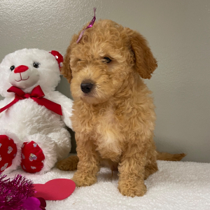 Goldendoodle Puppy Michael