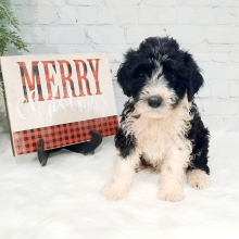 Portuguese Water Dog Puppy Norah