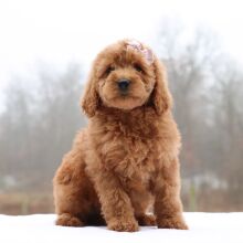 Goldendoodle Puppy Meadow