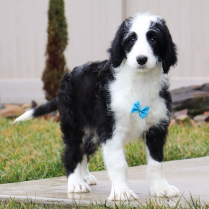 Sheepadoodle Puppy Nico