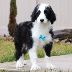 Sheepadoodle Puppy Nico