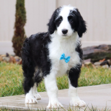 Sheepadoodle Puppy Nico