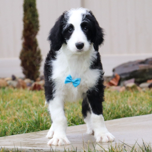 Sheepadoodle Puppy Nico