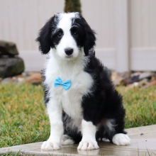 Sheepadoodle Puppy Nico