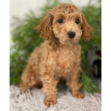 Poodle Puppy Vinson