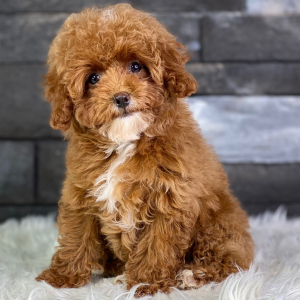 Poodle Puppy Jamila