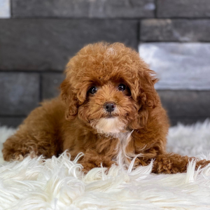 Poodle Puppy Jamila