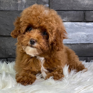 Poodle Puppy Jamila