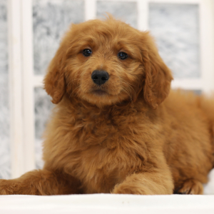 Goldendoodle Puppy Genie