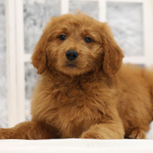 Goldendoodle Puppy Genie