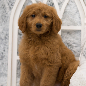Goldendoodle Puppy Genie