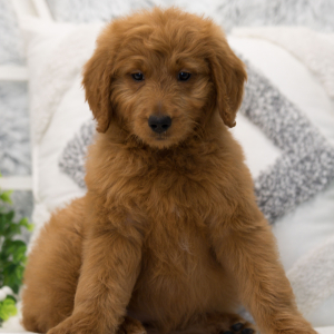 Goldendoodle Puppy Genie